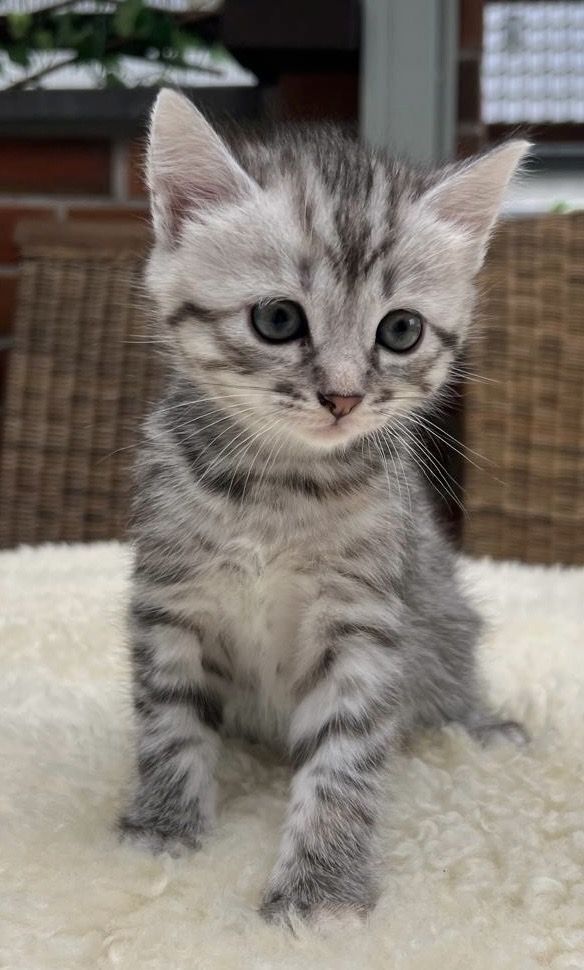 BKH kitten Katzen suchen nach neuen zu Hause BKH kitten Katzen suchen nach neuen zu Hause