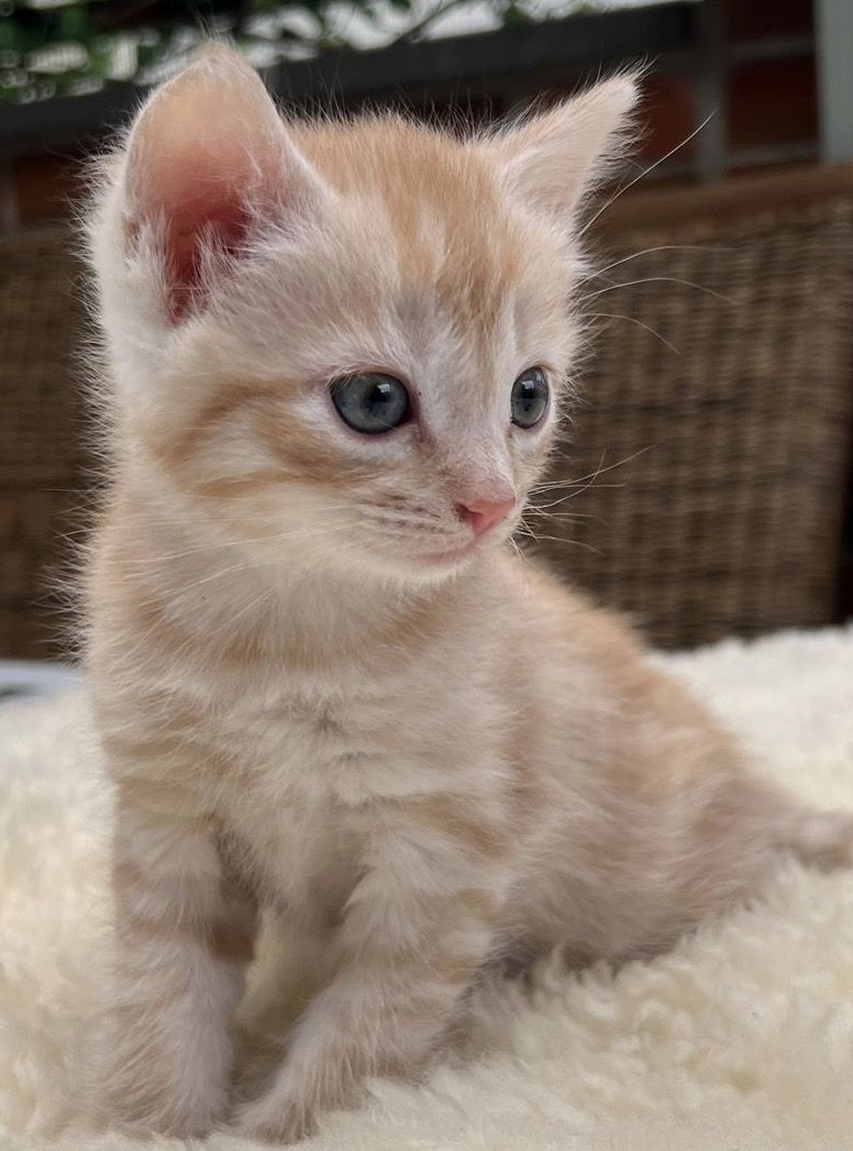 BKH kitten Katzen suchen nach neuen zu Hause BKH kitten Katzen suchen nach neuen zu Hause