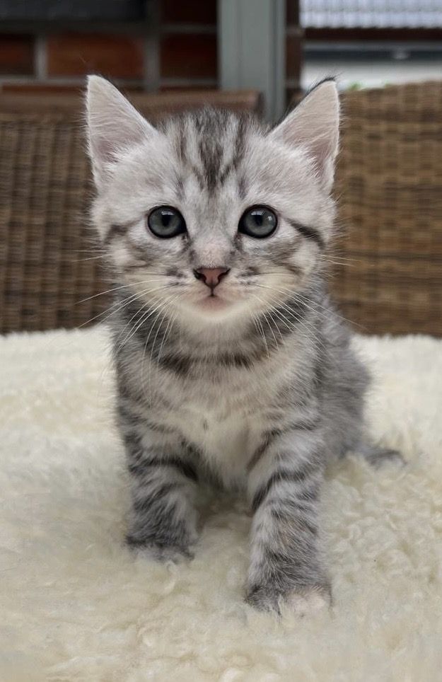 BKH kitten Katzen suchen nach neuen zu Hause BKH kitten Katzen suchen nach neuen zu Hause