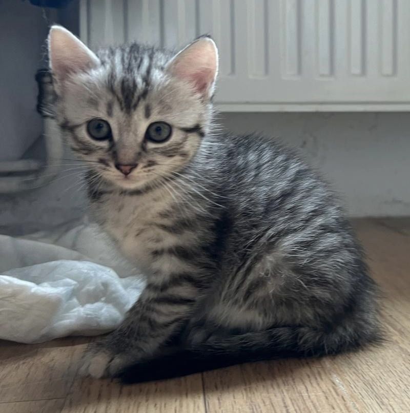 BKH kitten Katzen suchen nach neuen zu Hause BKH kitten Katzen suchen nach neuen zu Hause