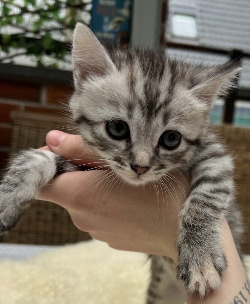 BKH kitten Katzen suchen nach neuen zu Hause BKH kitten Katzen suchen nach neuen zu Hause