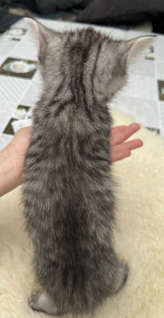BKH kitten Katzen suchen nach neuen zu Hause BKH kitten Katzen suchen nach neuen zu Hause