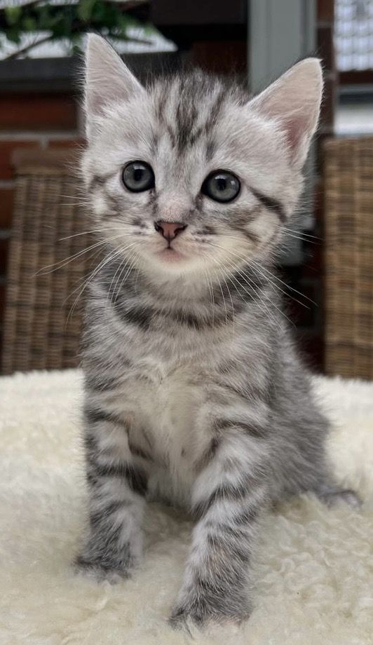 BKH kitten Katzen suchen nach neuen zu Hause BKH kitten Katzen suchen nach neuen zu Hause