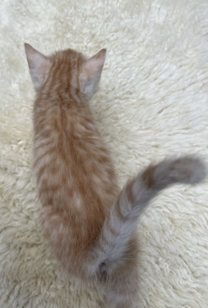 BKH kitten Katzen suchen nach neuen zu Hause BKH kitten Katzen suchen nach neuen zu Hause