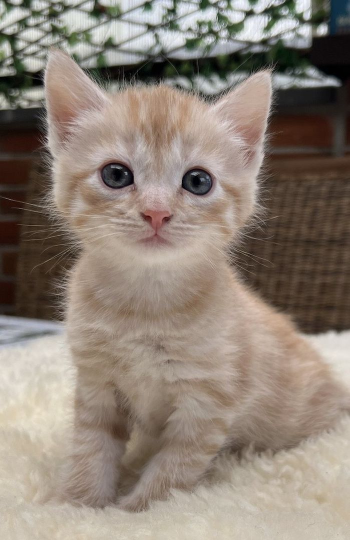 BKH kitten Katzen suchen nach neuen zu Hause BKH kitten Katzen suchen nach neuen zu Hause