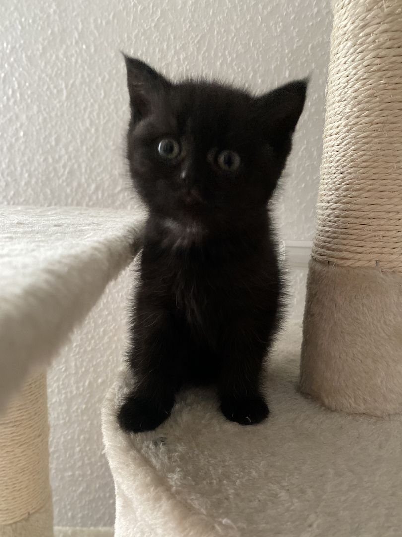 Reinrassige BKH Kitten