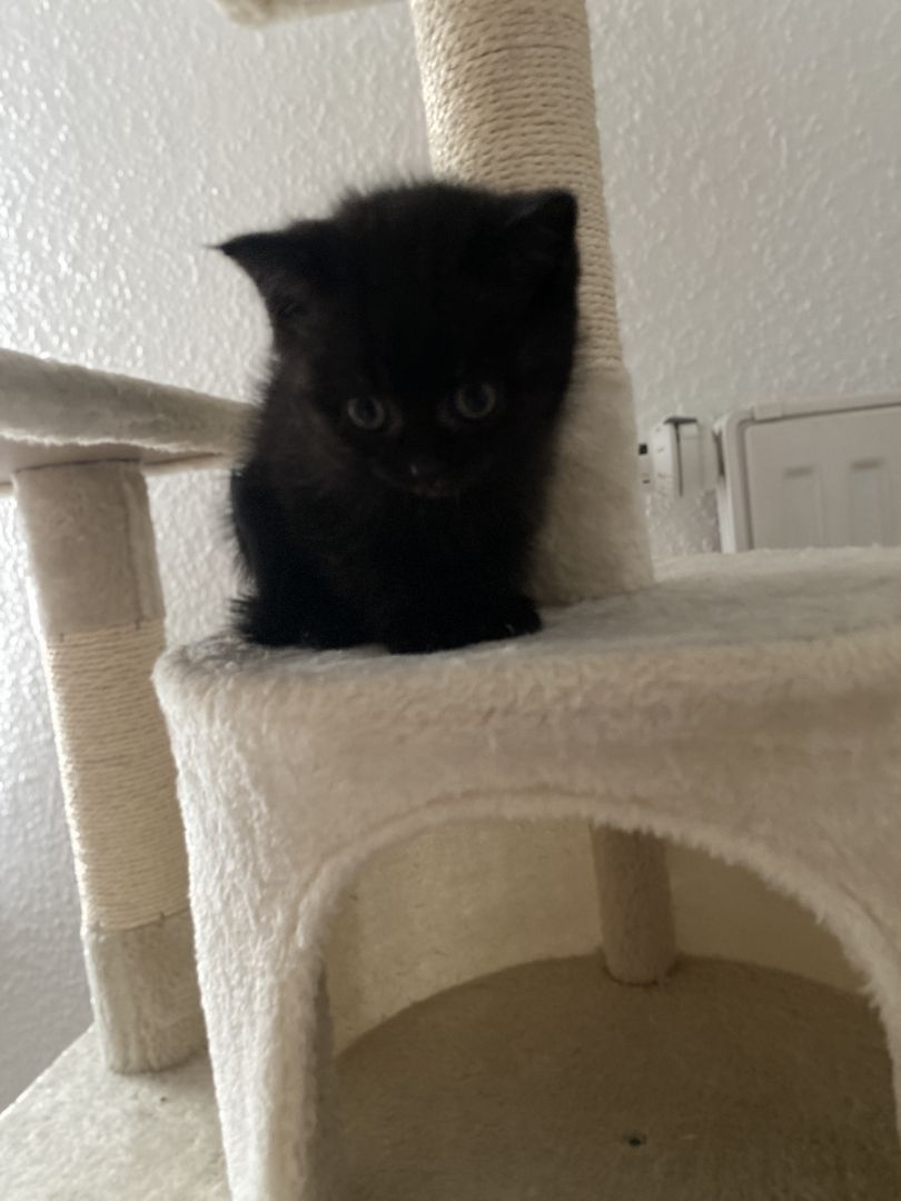 Reinrassige BKH Kitten