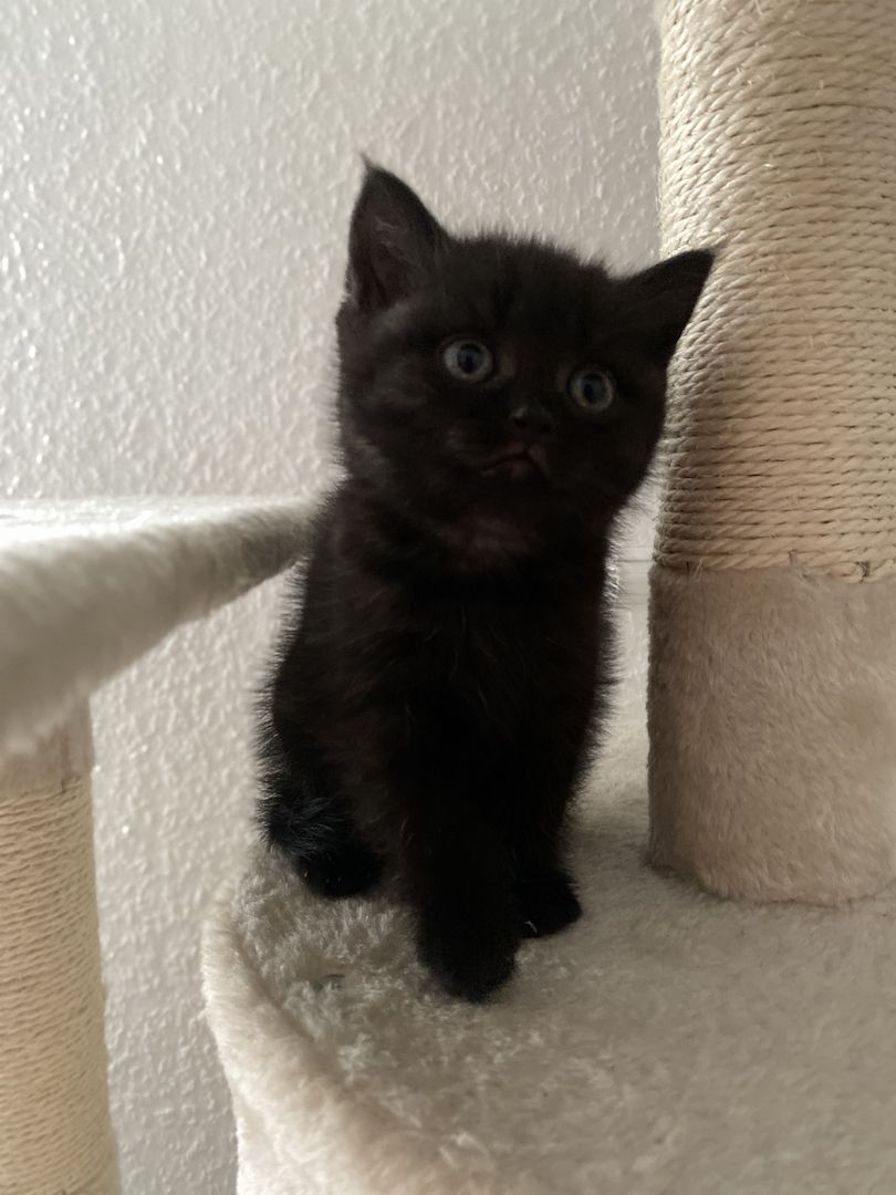 Reinrassige BKH Kitten