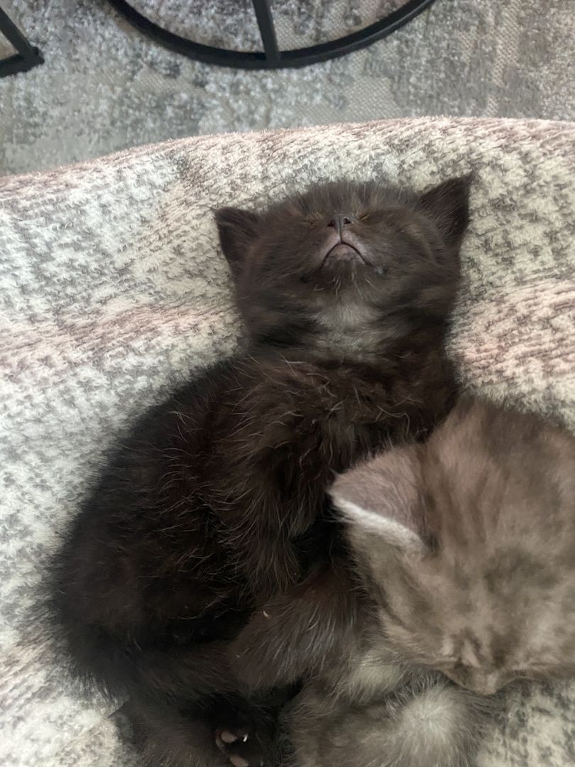 Reinrassige BKH Kitten