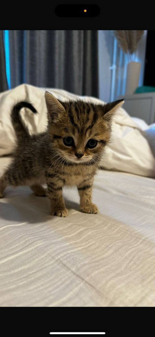 BKH Kitten mit Stammbaum