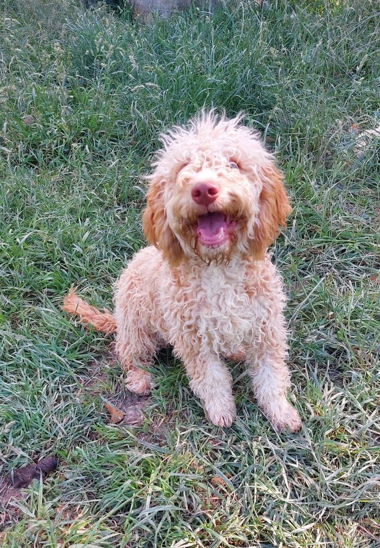 Reinrassige Lagotto Romagnolo-Welpen mit Papieren Reinrassige Lagotto Romagnolo-Welpen mit Papieren