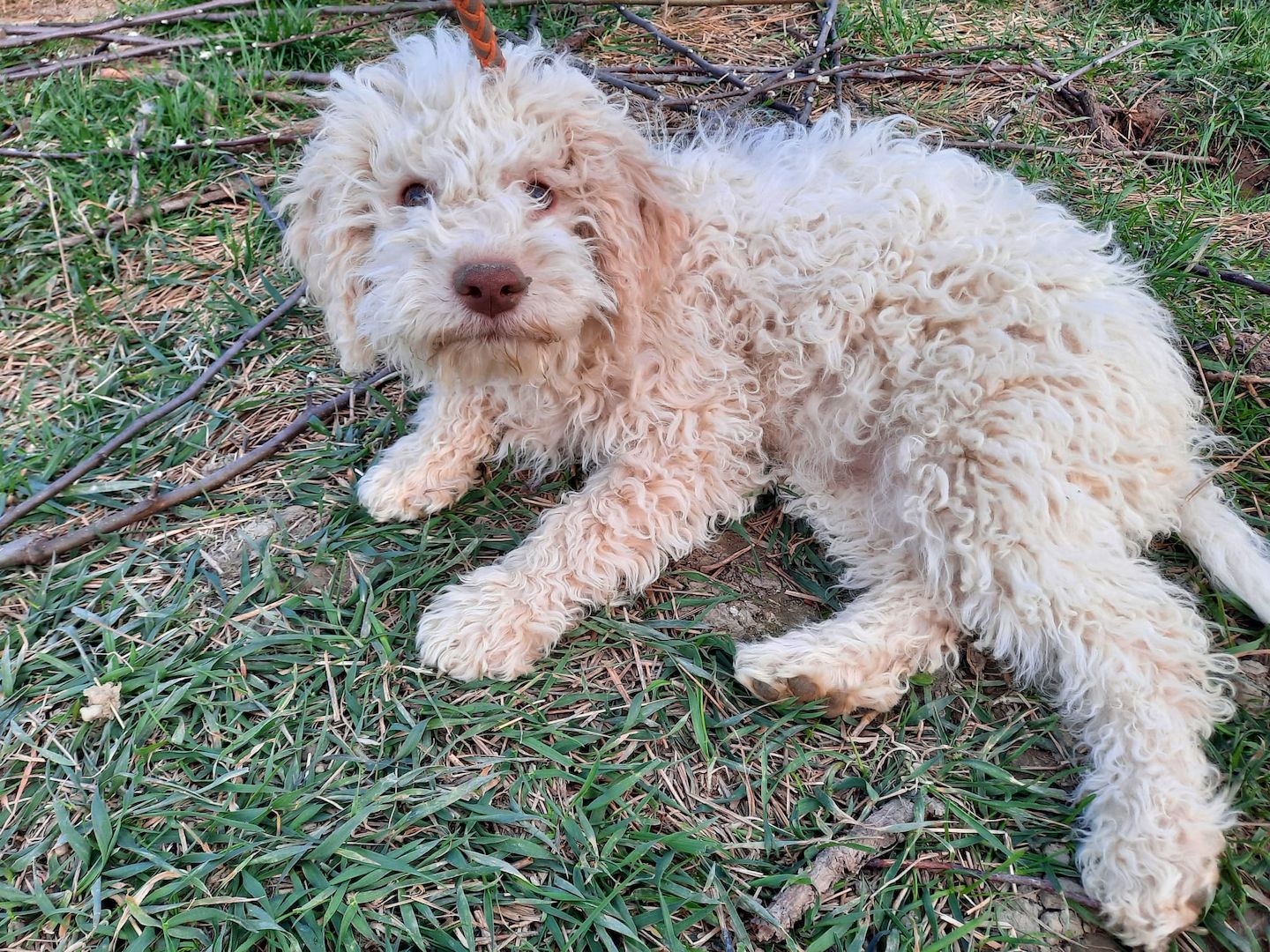 Reinrassige Lagotto Romagnolo-Welpen mit Papieren Reinrassige Lagotto Romagnolo-Welpen mit Papieren