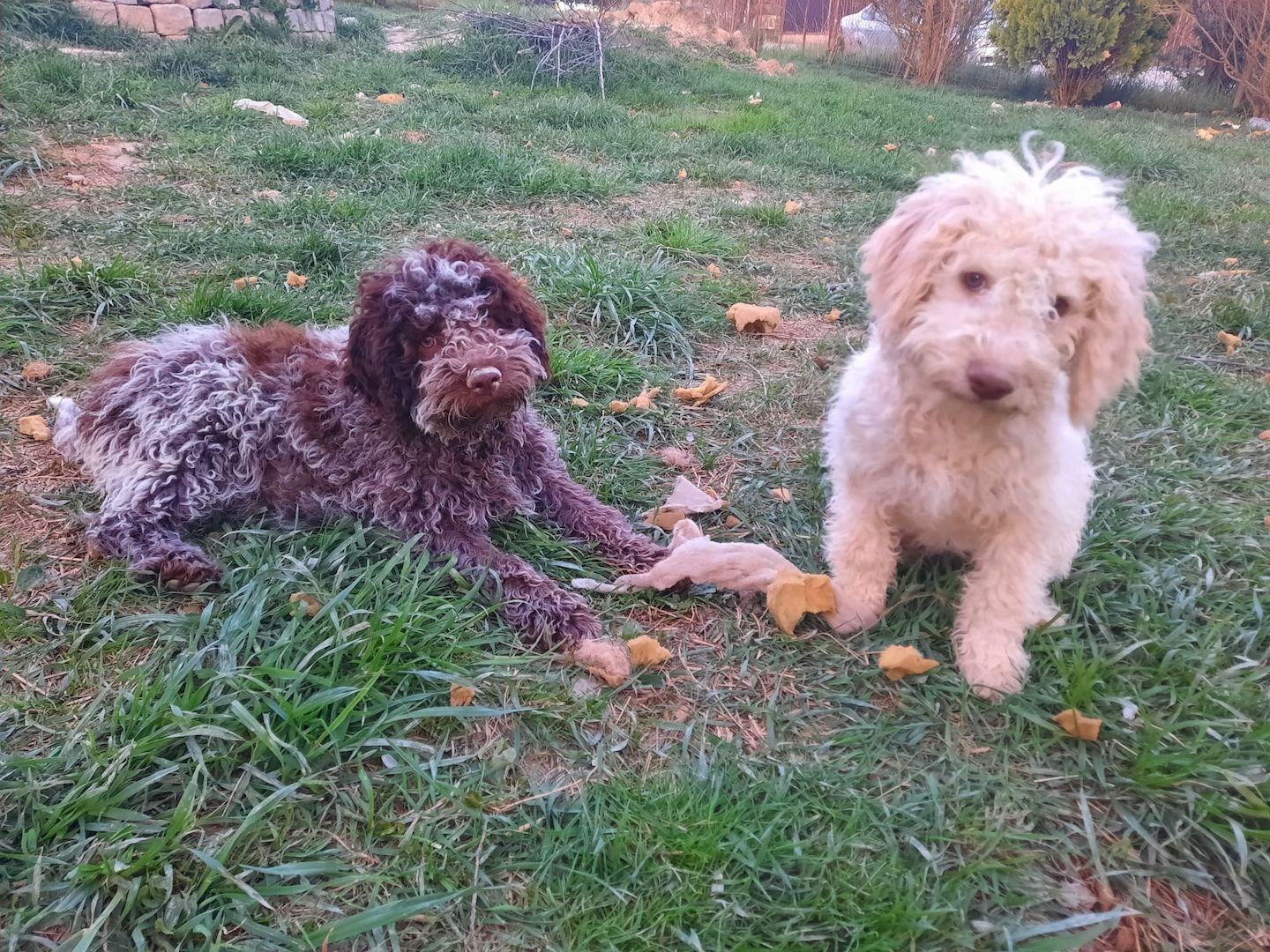 Reinrassige Lagotto Romagnolo-Welpen mit Papieren Reinrassige Lagotto Romagnolo-Welpen mit Papieren