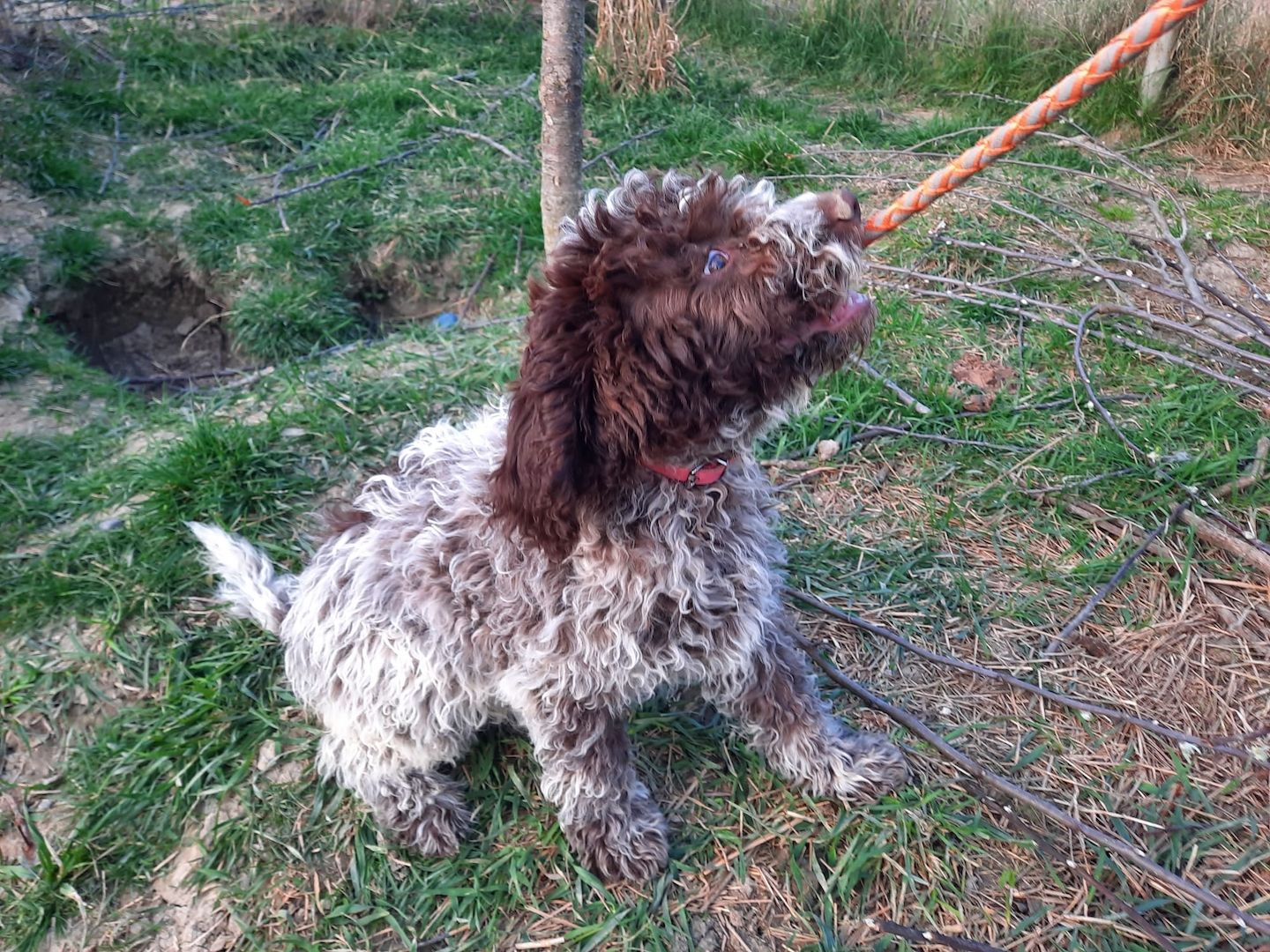 Reinrassige Lagotto Romagnolo-Welpen mit Papieren Reinrassige Lagotto Romagnolo-Welpen mit Papieren