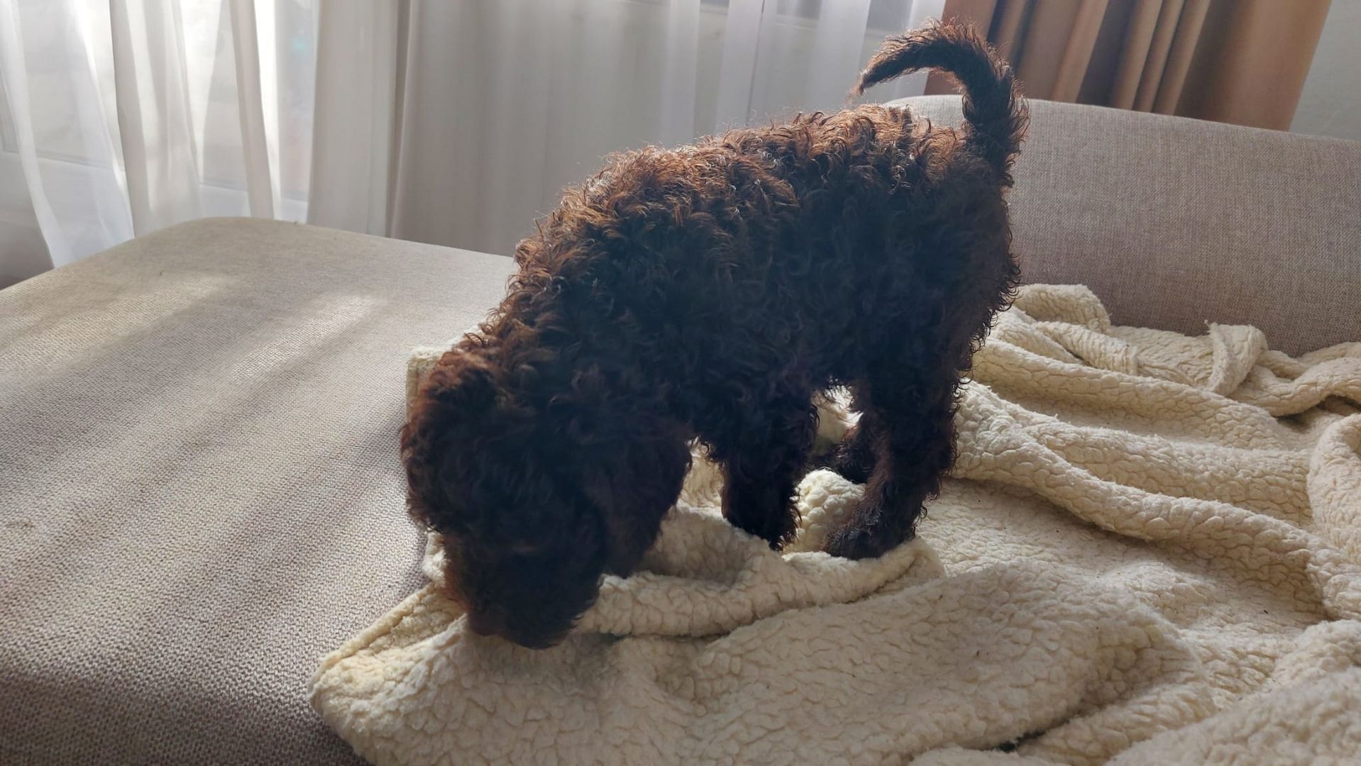 Reinrassige Lagotto Romagnolo-Welpen mit Papieren Reinrassige Lagotto Romagnolo-Welpen mit Papieren