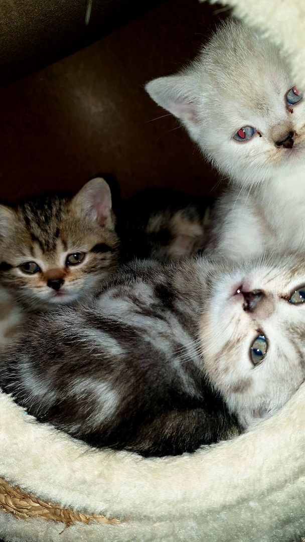 BKH  Kitten BKH  Kitten