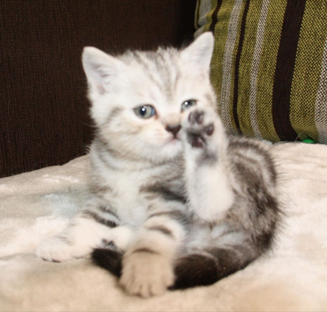 BKH  Kitten BKH  Kitten