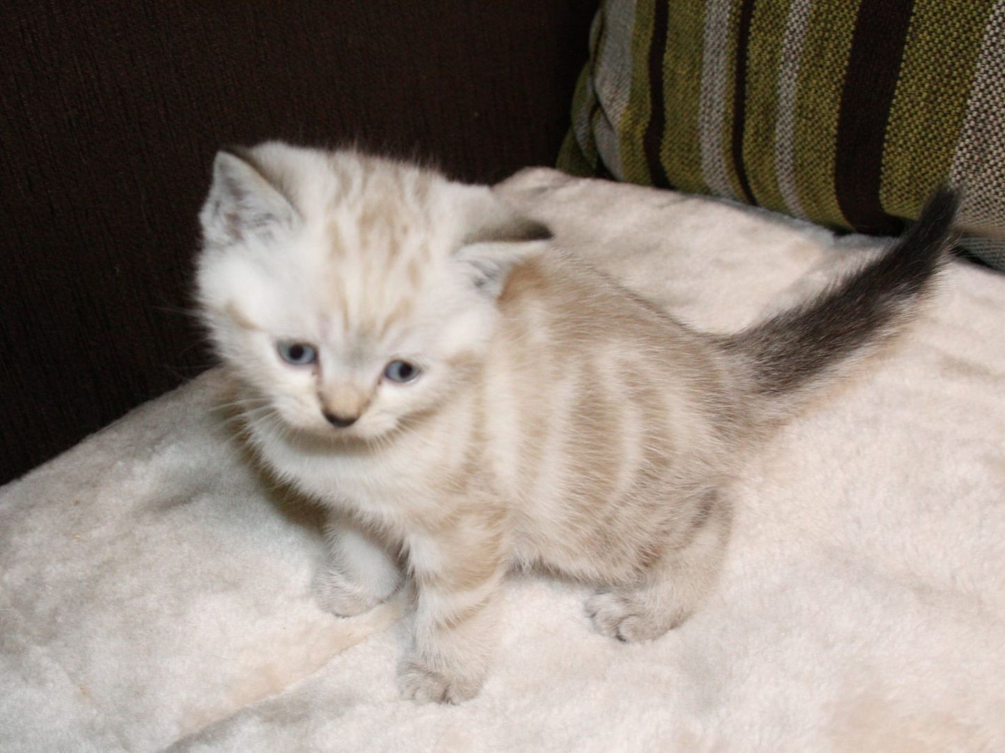 BKH  Kitten BKH  Kitten