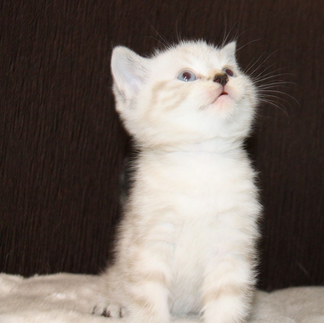 BKH  Kitten BKH  Kitten