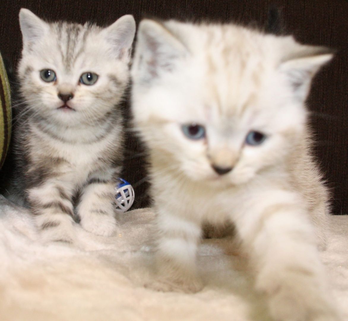 BKH  Kitten BKH  Kitten