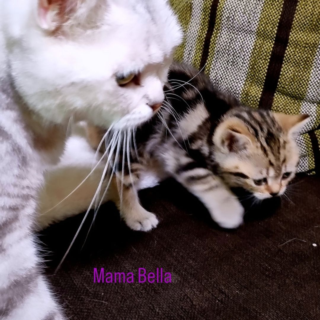 BKH  Kitten BKH  Kitten