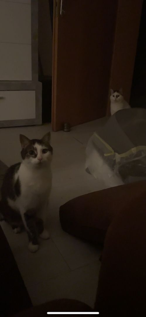 2 EKH Geschwister (männlich, weiblich), beide 3 Jahre alt