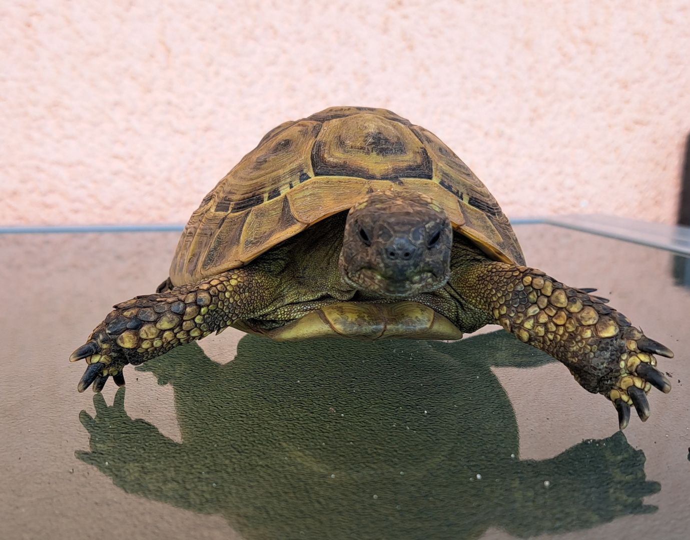 Griechische Landschildkröten adult 2006-2010 abzugeben  weiblich und männlich Griechische Landschildkröten adult 2006-2010 abzugeben  weiblich und männlich