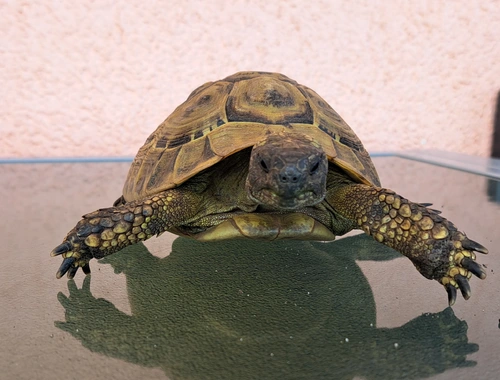 Griechische Landschildkröten adult 2006-2010 abzugeben  weiblich und männlich