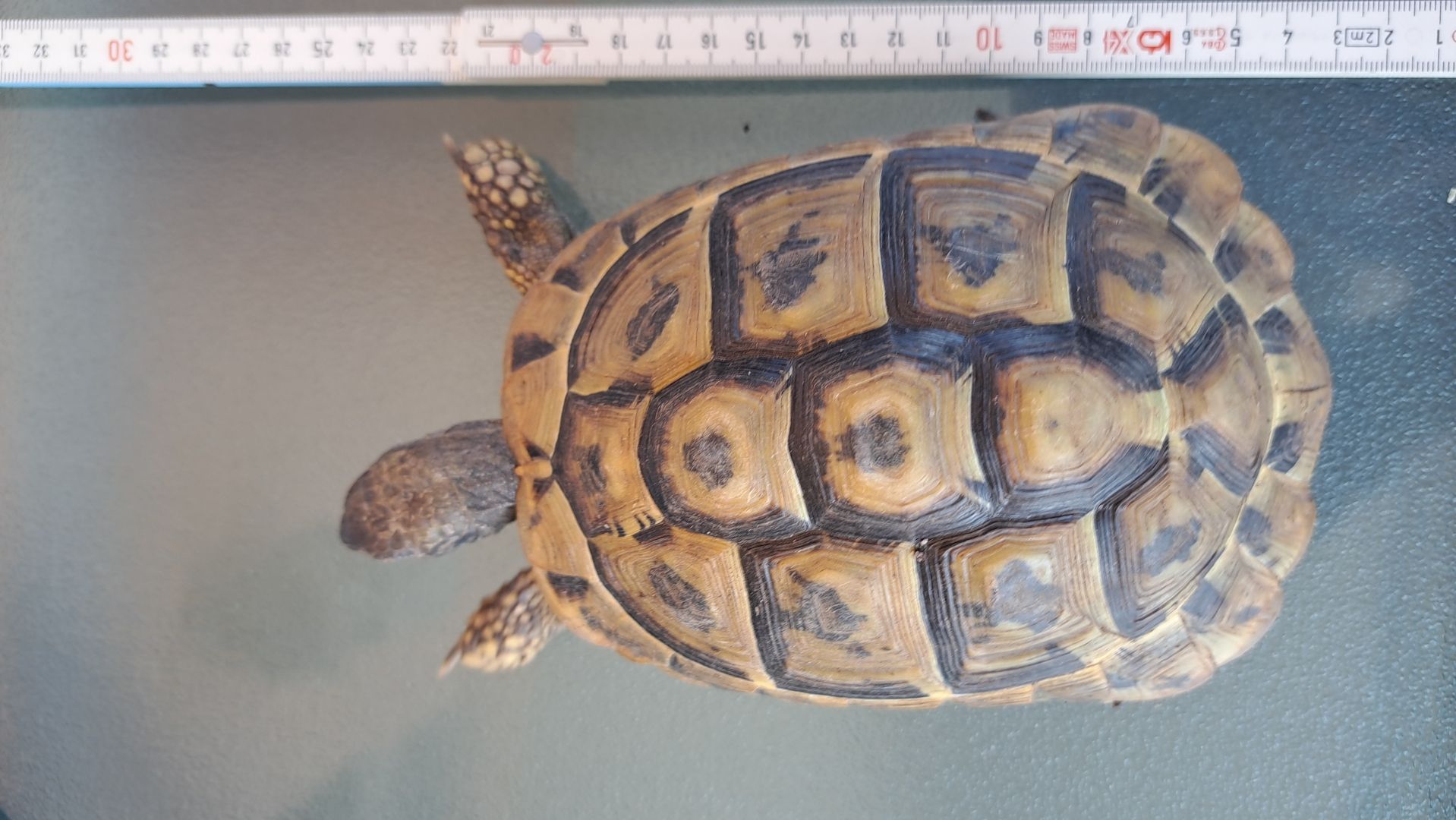 Griechische Landschildkröten adult 2006-2010 abzugeben  weiblich und männlich Griechische Landschildkröten adult 2006-2010 abzugeben  weiblich und männlich