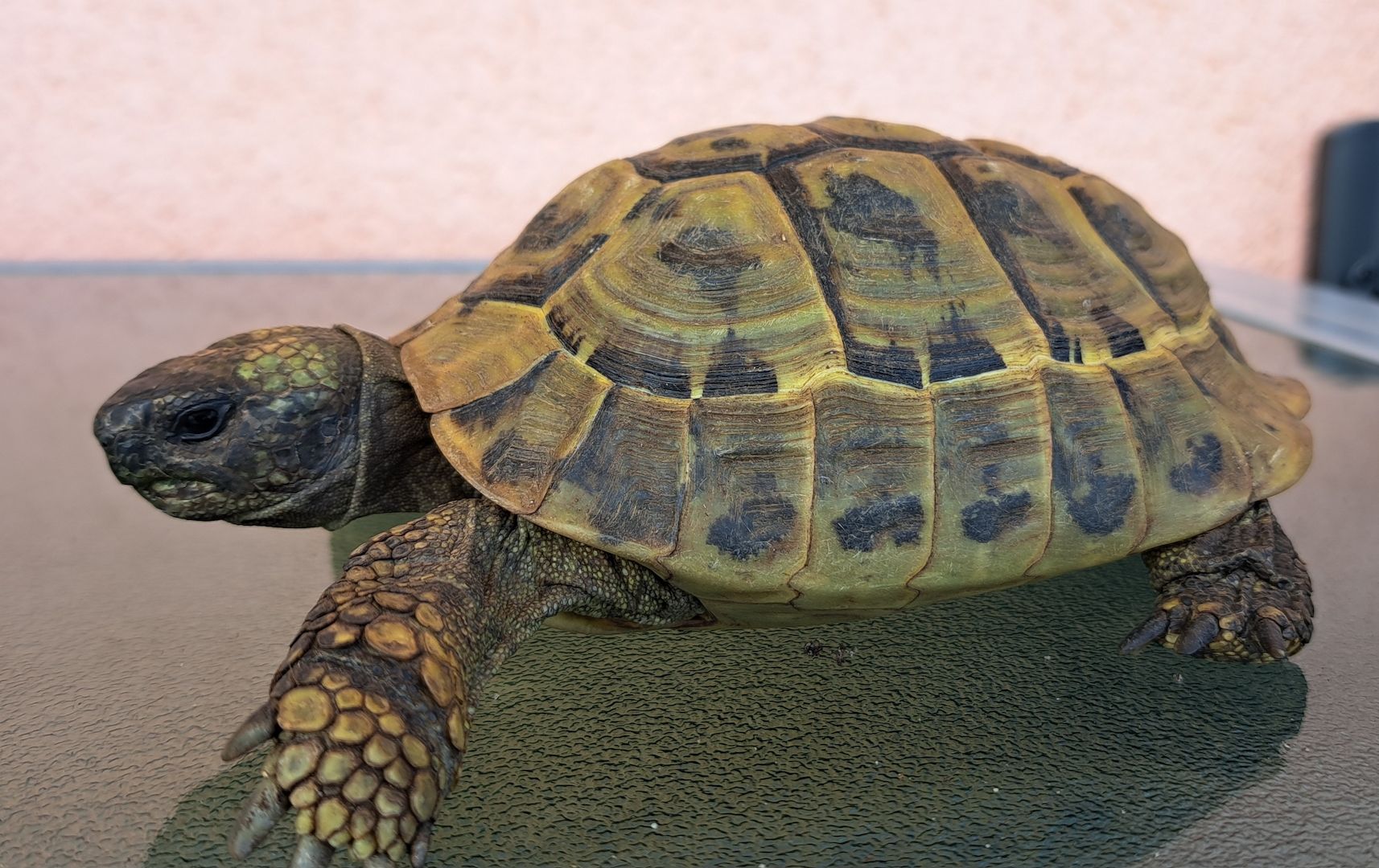 Griechische Landschildkröten adult 2006-2010 abzugeben  weiblich und männlich Griechische Landschildkröten adult 2006-2010 abzugeben  weiblich und männlich
