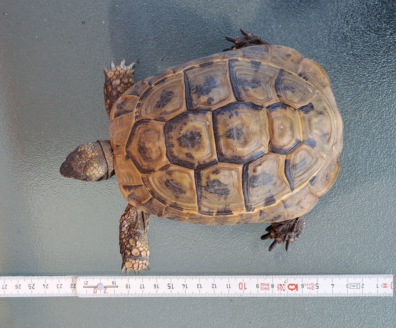 Griechische Landschildkröten adult 2006-2010 abzugeben  weiblich und männlich Griechische Landschildkröten adult 2006-2010 abzugeben  weiblich und männlich