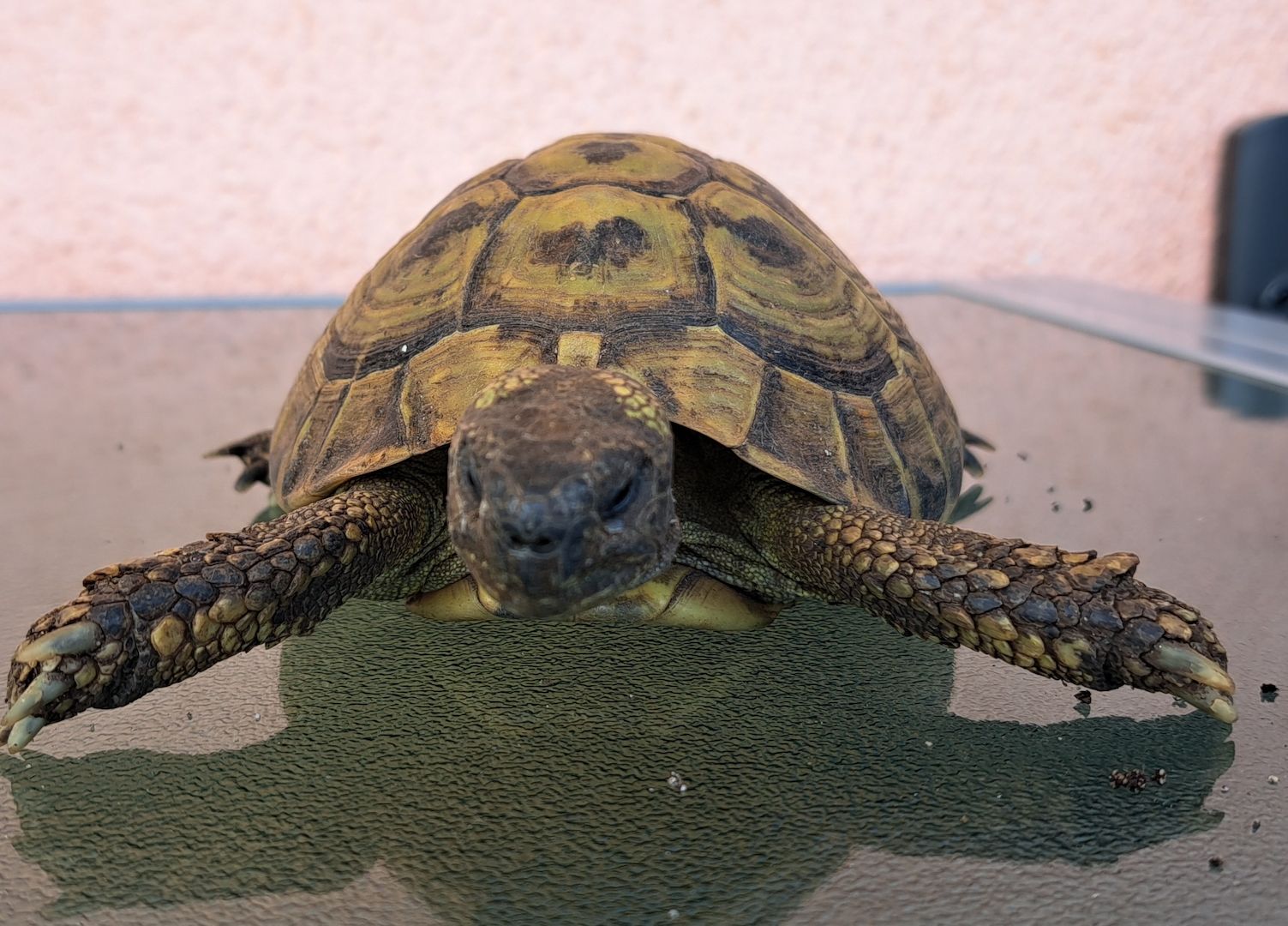 Griechische Landschildkröten adult 2006-2010 abzugeben  weiblich und männlich Griechische Landschildkröten adult 2006-2010 abzugeben  weiblich und männlich