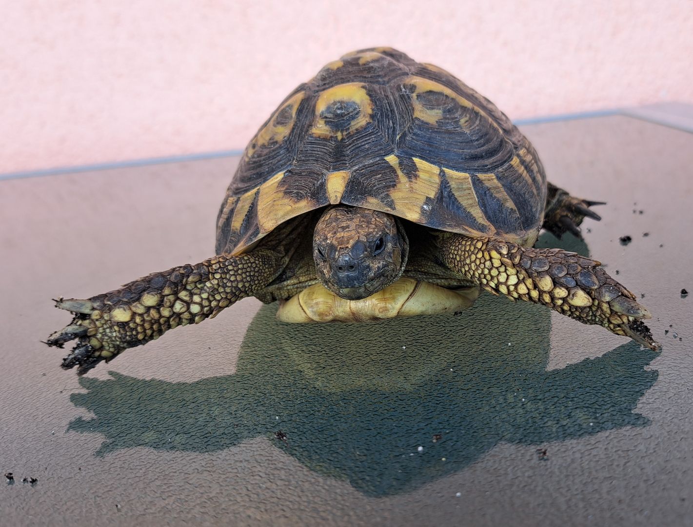 Griechische Landschildkröten adult 2006-2010 abzugeben  weiblich und männlich Griechische Landschildkröten adult 2006-2010 abzugeben  weiblich und männlich
