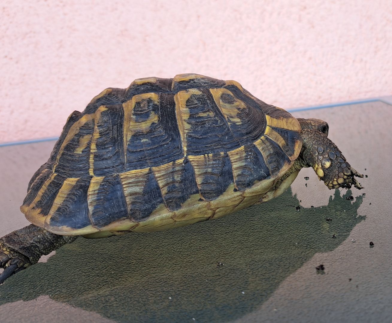 Griechische Landschildkröten adult 2006-2010 abzugeben  weiblich und männlich Griechische Landschildkröten adult 2006-2010 abzugeben  weiblich und männlich