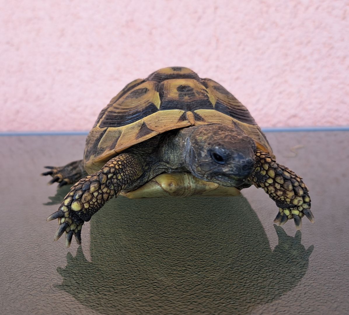 Griechische Landschildkröten adult 2006-2010 abzugeben  weiblich und männlich Griechische Landschildkröten adult 2006-2010 abzugeben  weiblich und männlich