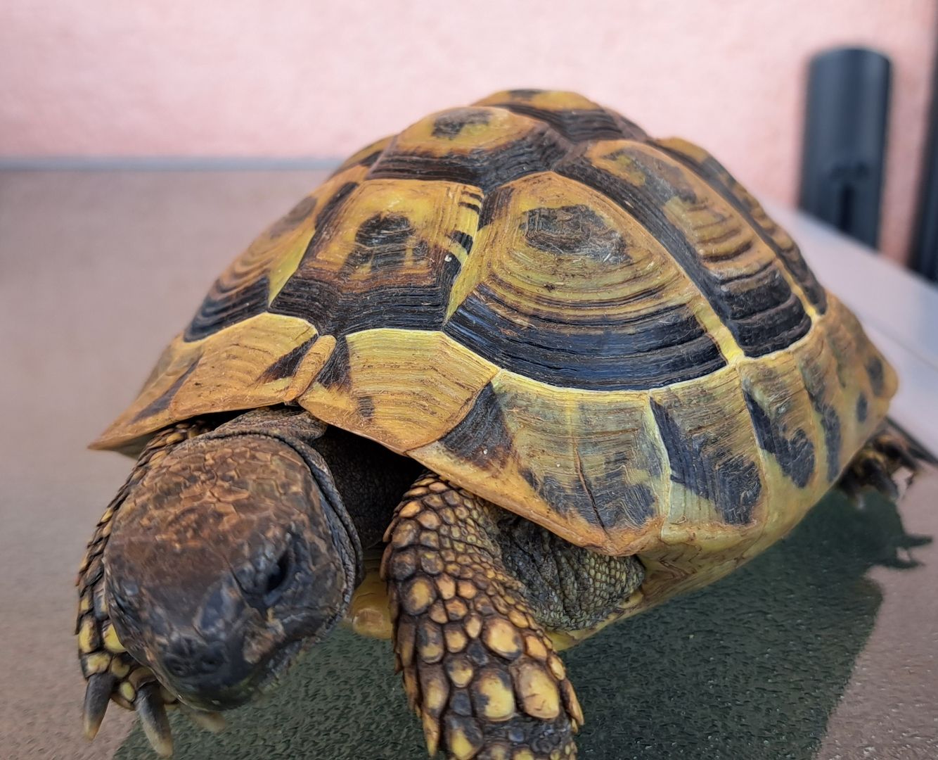 Griechische Landschildkröten adult 2006-2010 abzugeben  weiblich und männlich Griechische Landschildkröten adult 2006-2010 abzugeben  weiblich und männlich