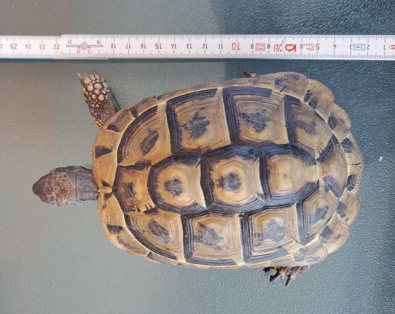 Griechische Landschildkröten adult 2006-2010 abzugeben  weiblich und männlich Griechische Landschildkröten adult 2006-2010 abzugeben  weiblich und männlich