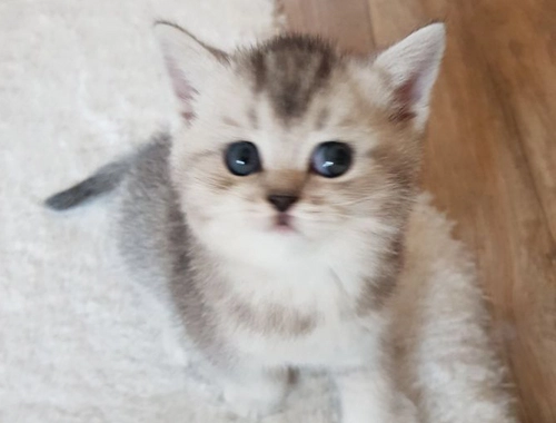 sehr liebe BKH Kitten, Britisch Kurzhaar