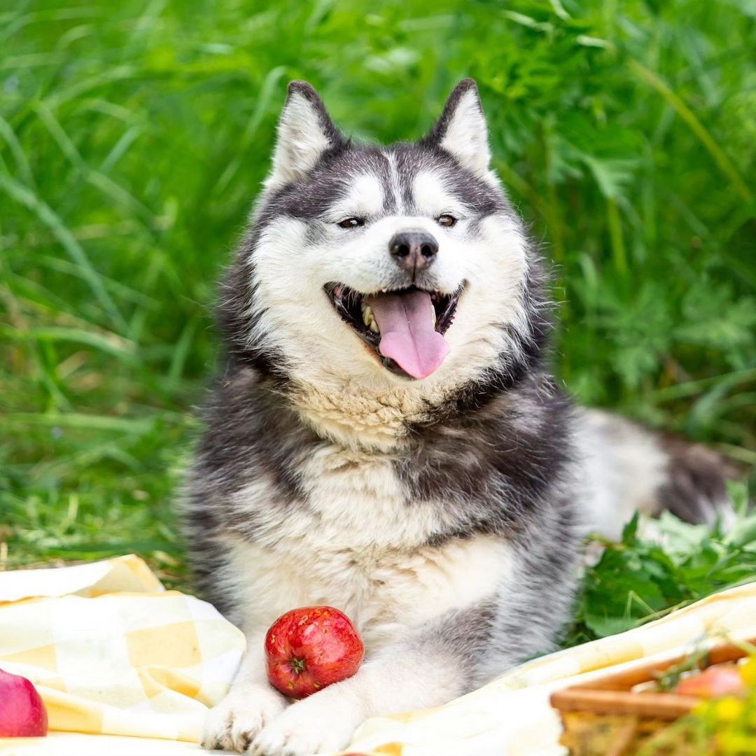 Der hübsche Arnie sucht ein Zuhause!