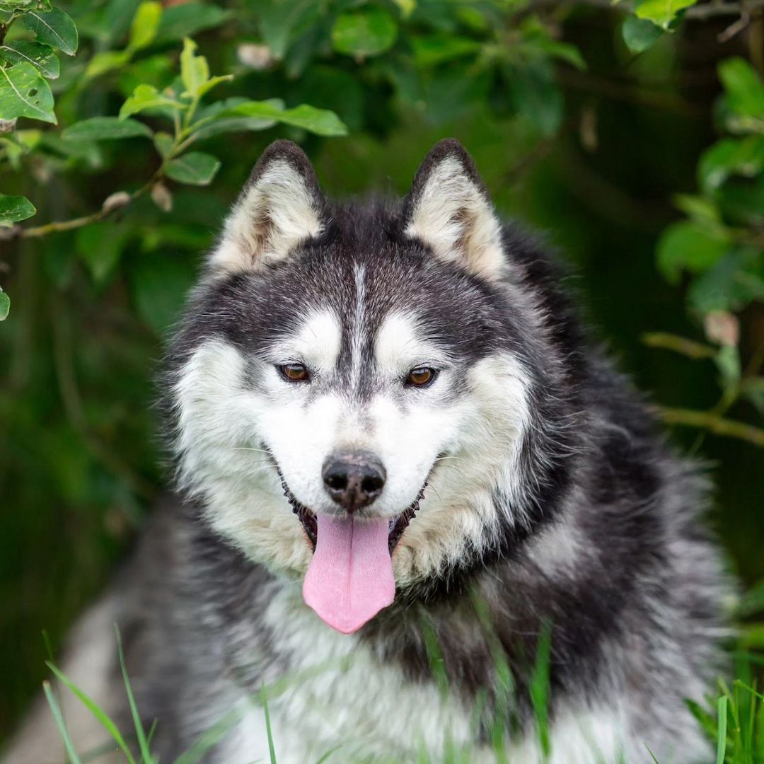 Der hübsche Arnie sucht ein Zuhause!