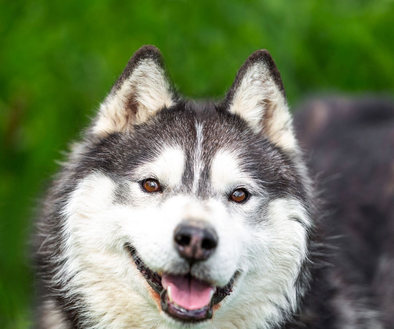 Der hübsche Arnie sucht ein Zuhause!