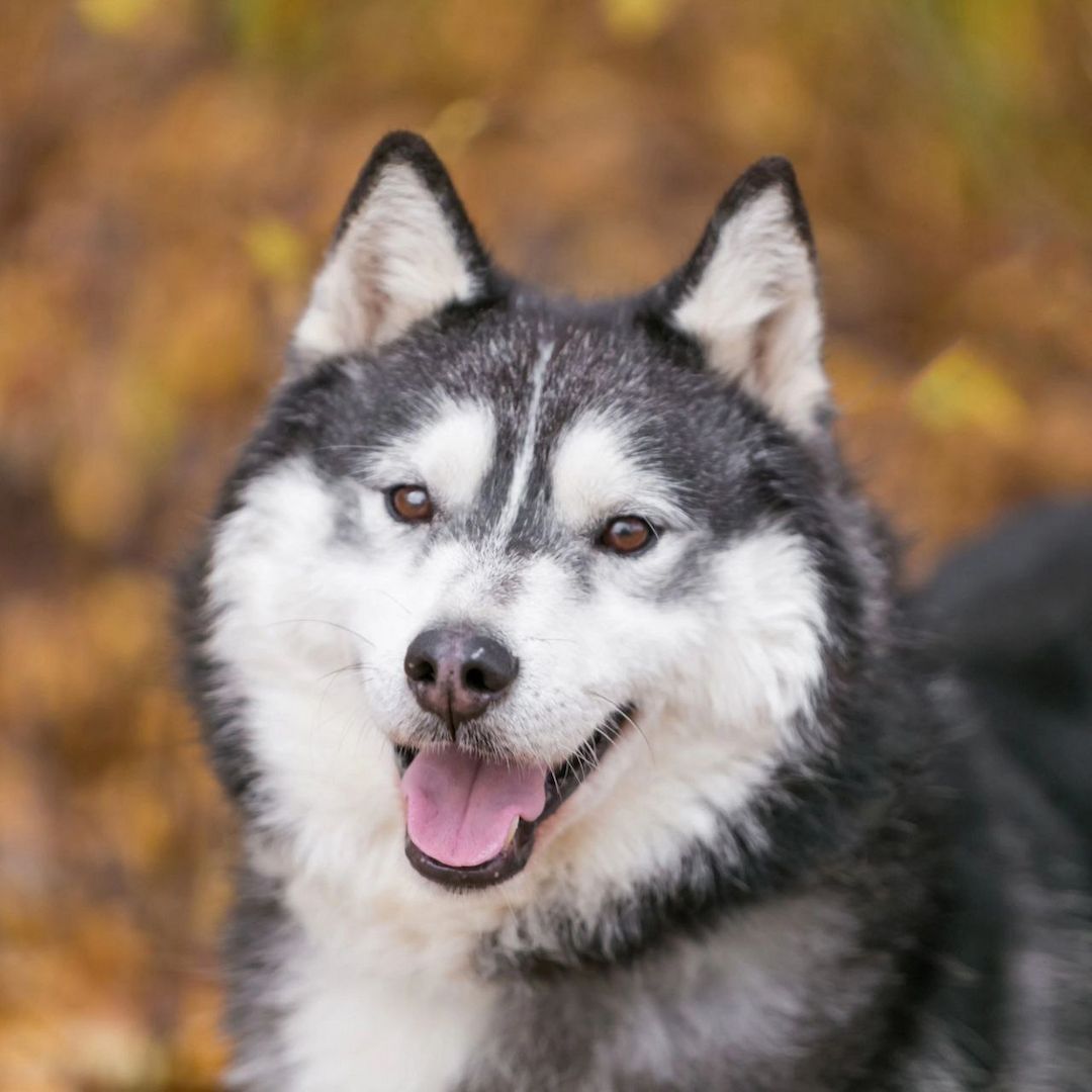 Der hübsche Arnie sucht ein Zuhause!