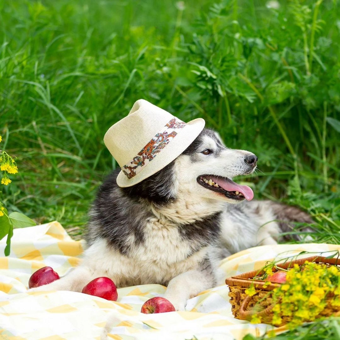 Der hübsche Arnie sucht ein Zuhause!