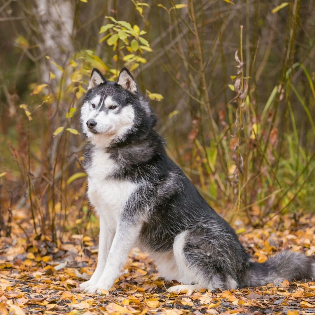 Der hübsche Arnie sucht ein Zuhause!