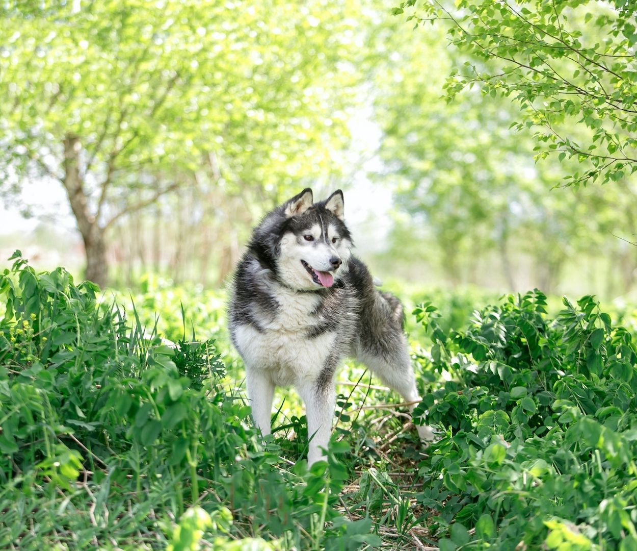 Der hübsche Arnie sucht ein Zuhause!