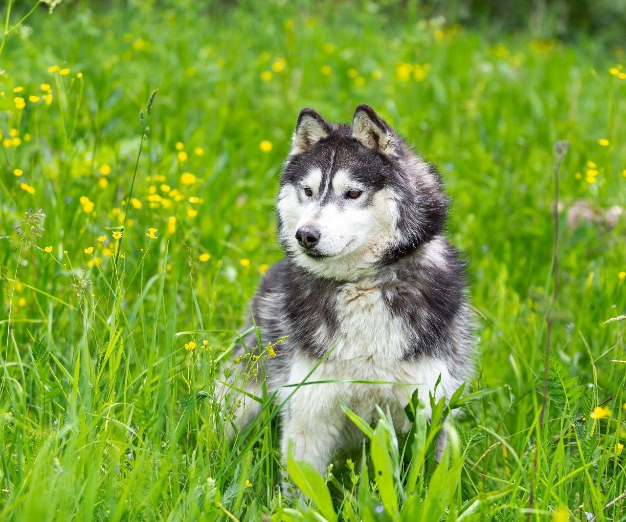 Der hübsche Arnie sucht ein Zuhause!