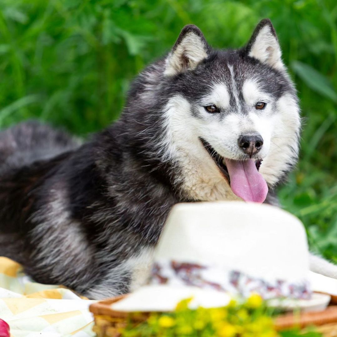 Der hübsche Arnie sucht ein Zuhause!