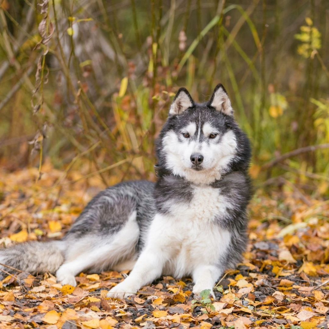 Der hübsche Arnie sucht ein Zuhause!