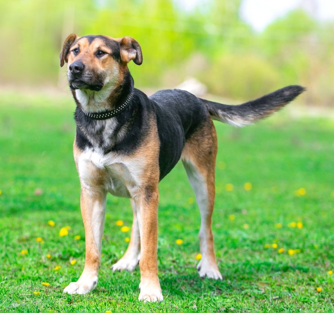 Der fröhliche Bärenjunge Andrey sucht eine Familie