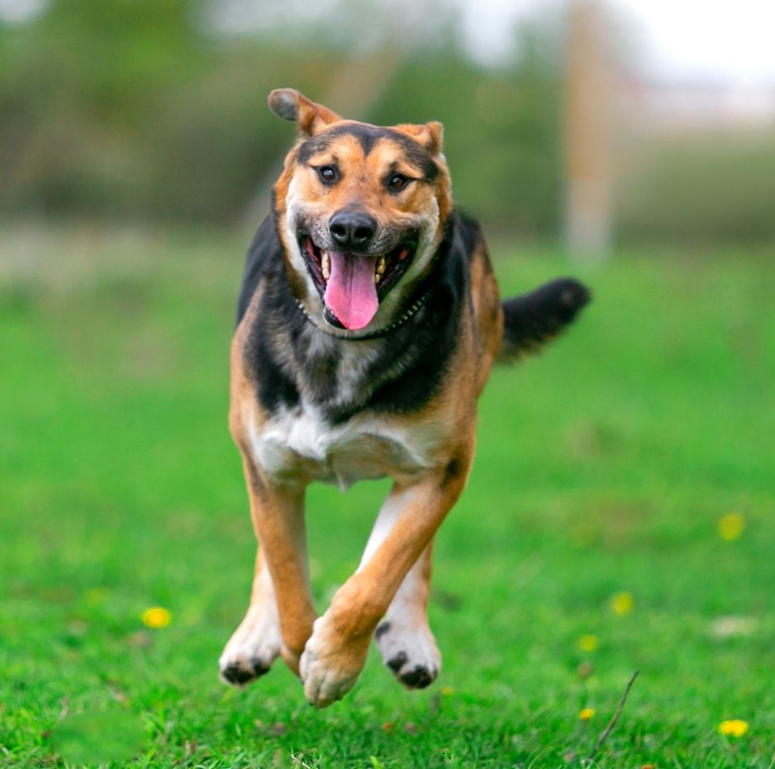 Der fröhliche Bärenjunge Andrey sucht eine Familie
